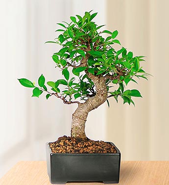 Bonsai Plant