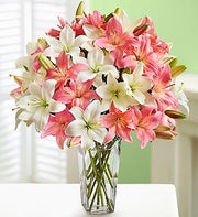 Pink and White Asiatic Lilies