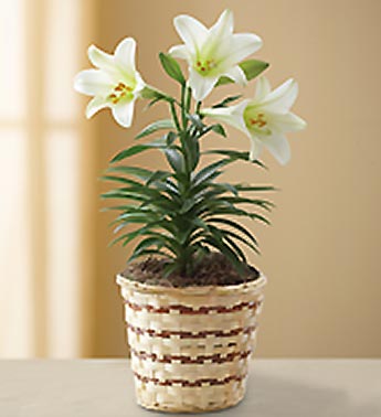 Easter Sentiments Lily Plant