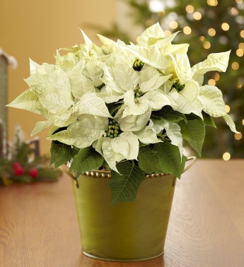 White Poinsettia