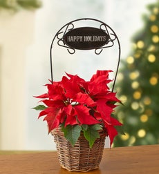 Happy Holidays Poinsettia - Happy Holidays Poinsettia - Small