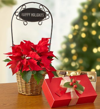 Happy Holidays Poinsettia