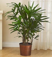 Raphis Palm Floor Plant for Sympathy