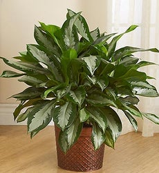 Aglaonema Floor Plant
