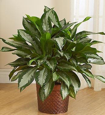Aglaonema Floor Plant