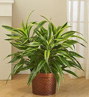 Dracaena Gold Star Floor Plant for Sympathy