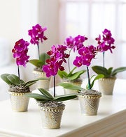 Orchid Party Pack