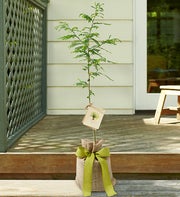 Honey Locust
