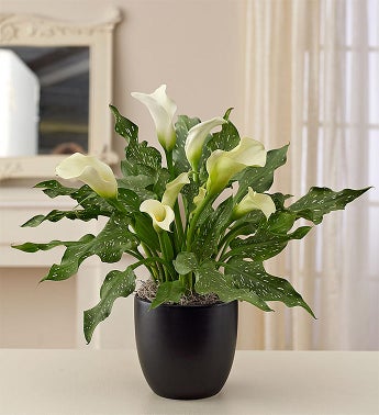 Sophisticated White Calla Lily