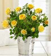 Elegant Rose