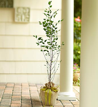 Birch Tree for Sympathy