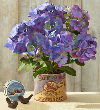 Blue Bird of Happiness from 1800FLOWERS.COM
