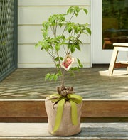 Pink Dogwood Tree