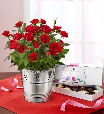 Valentine's Day Red Rose