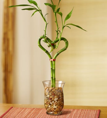 Sweet Heart Bamboo
