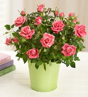 Pink Rose Plant