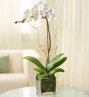 White Orchid