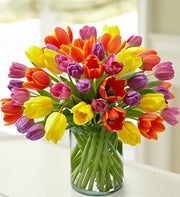 Enchanting Tulips