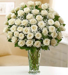 Premium White Roses