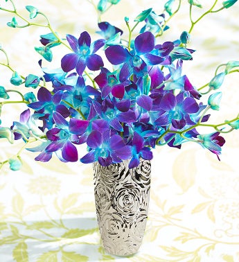 Ocean breeze online orchids