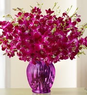 Exotic Breeze? Orchids 15-30 Stems