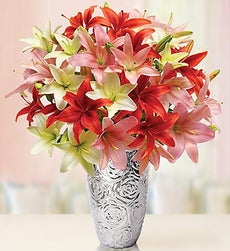 Vibrant Valentine Lilies, 25-50 Blooms + Free Vase - Over 50 Blooms with Silver Embossed Vase