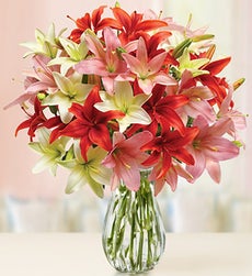 Vibrant Valentine Lilies, 25-50 Blooms + Free Vase - Over 50 Blooms with Free Vase