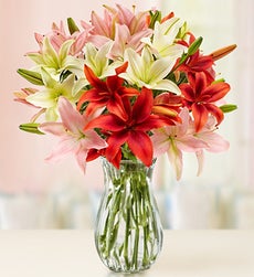 Vibrant Valentine Lilies, 25-50 Blooms + Free Vase