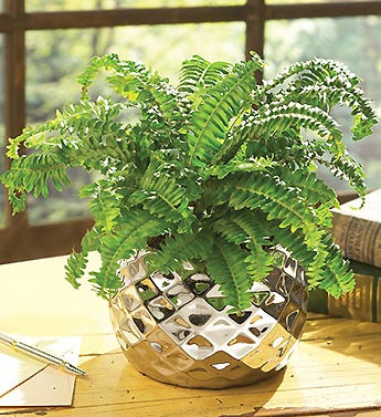 fern in silver planter