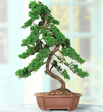 Upright Juniper 15 Year Specimen Bonsai
