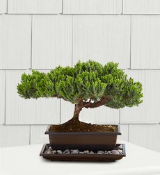 Green Mound Juniper Bonsai - Small