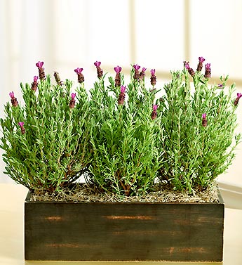 Modern Lavender Trio