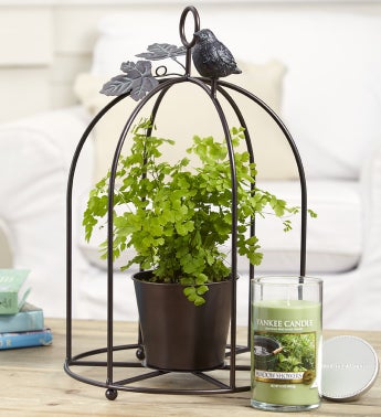 Blissful Birdcage