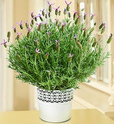 Lavender Blossoms
