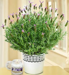 Blossoms Lavender Blossoms