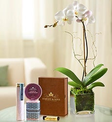 Elegant Orchid - with Harney & Sons Spa Set