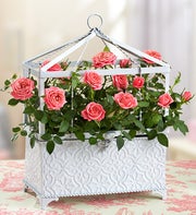Enchanted Cyclamen Garden