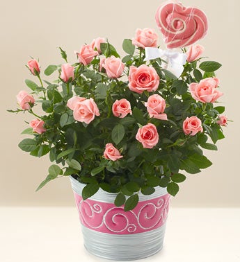 Pink Petals
