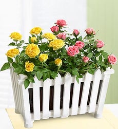 Charming Rose Garden