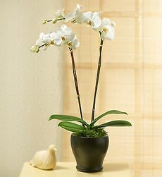 Beauty Phalaenopsis Orchid