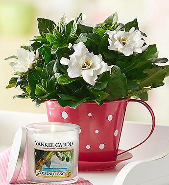 Pink Polka Dot Teacup Gardenia