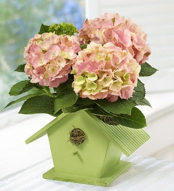 Bird House of Blooms�