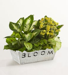 Bloom
