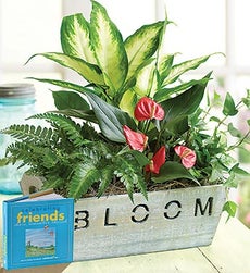 Bloom - with Friendship Book