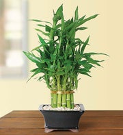 Pyramid Bamboo - 2 Layer
