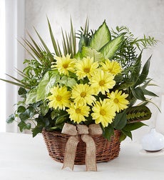 Dish Garden with Fresh Cut Flowers - Large