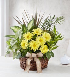 Dish Garden with Fresh Cut Flowers - Medium