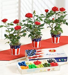Liberty Stripes Rose Trio - Trio