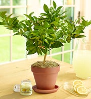 Meyer Lemon Tree