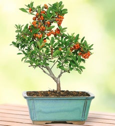 Dwarf Pyracantha Bonsai - Medium